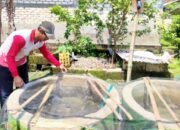 KOLEGA Bojonegoro Berbuah Manis, Warga Kalitidu Panen Lele Berkali-kali