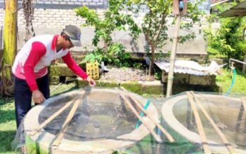 KOLEGA Bojonegoro Berbuah Manis, Warga Kalitidu Panen Lele Berkali-kali