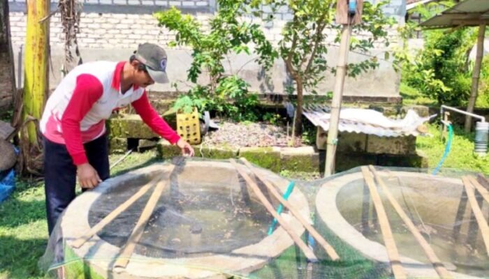 KOLEGA Bojonegoro Berbuah Manis, Warga Kalitidu Panen Lele Berkali-kali