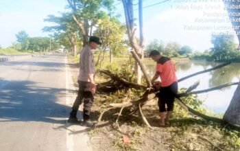 Aksi Sigap Polisi dan Warga, Pohon Tumbang di Lamongan Cepat Disingkirkan