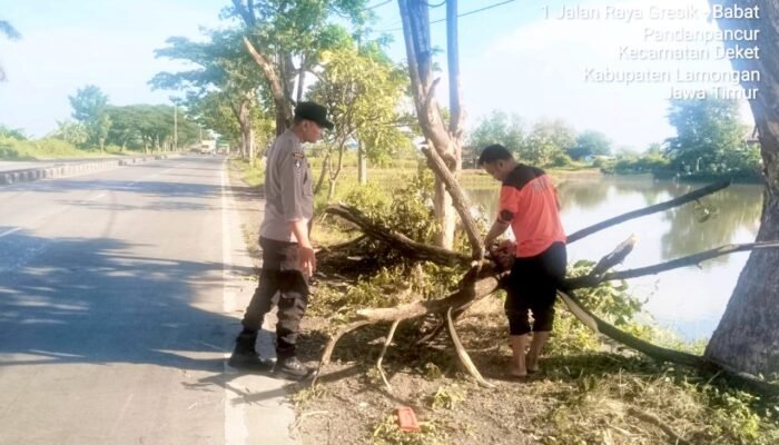 Aksi Sigap Polisi dan Warga, Pohon Tumbang di Lamongan Cepat Disingkirkan