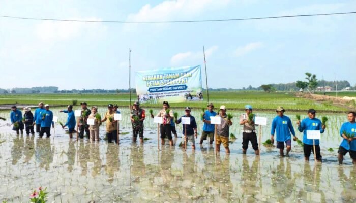 Dari Sawah Ngablak Lamongan: TNI Turun Langsung Dampingi Petani Tanam Padi