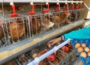Kabar Baik, Bantuan Ayam Petelur di Bojonegoro Siap Dibagikan Mei–Juni 2026