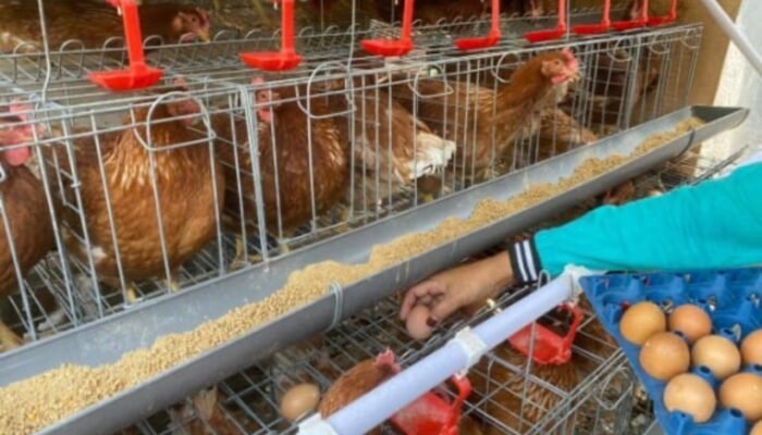 Kabar Baik, Bantuan Ayam Petelur di Bojonegoro Siap Dibagikan Mei–Juni 2026
