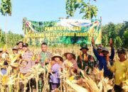 Panen Jagung Melimpah di Gondanglor Lamongan, Bukti Sinergi TNI dan Petani