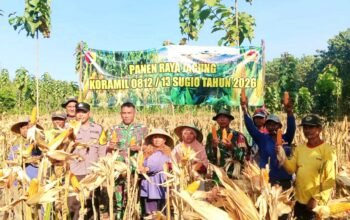 Panen Jagung Melimpah di Gondanglor Lamongan, Bukti Sinergi TNI dan Petani