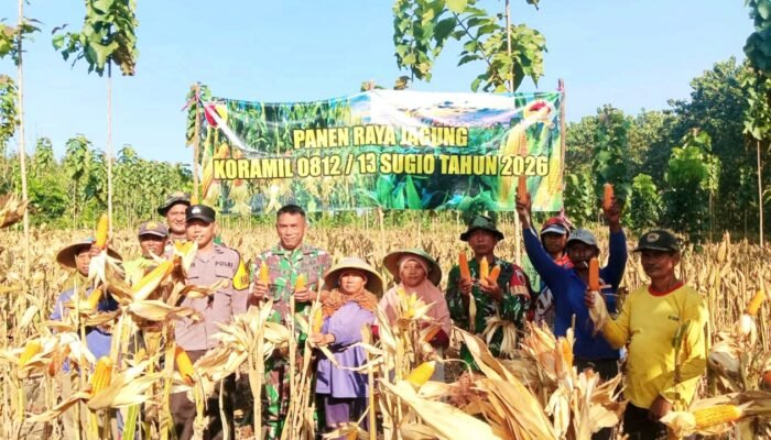 Panen Jagung Melimpah di Gondanglor Lamongan, Bukti Sinergi TNI dan Petani