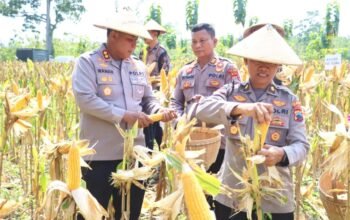 Kapolres Blora Bersama Forkopimda Panen Jagung, Dukung Swasembada Pangan Nasional