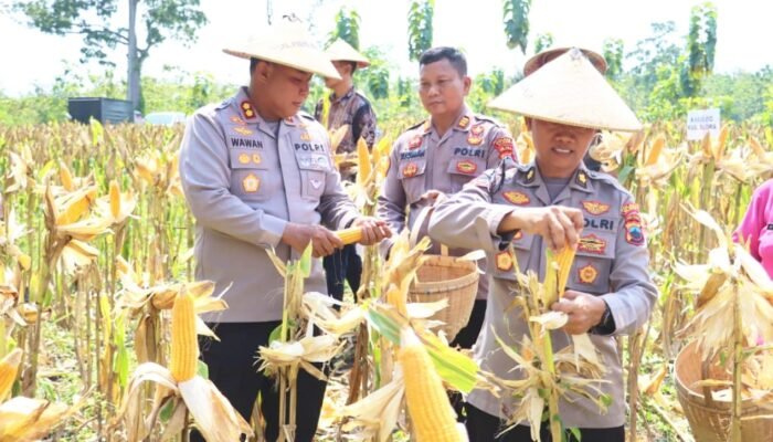 Kapolres Blora Bersama Forkopimda Panen Jagung, Dukung Swasembada Pangan Nasional