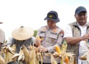 Polres Bojonegoro Perkuat Ketahanan Pangan, Panen Jagung Bersama Petani Trucuk