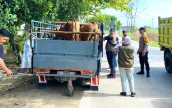 Ternak Masuk Lamongan Diperiksa, Pastikan Aman untuk Kurban