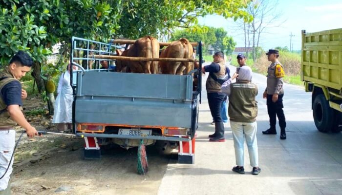 Ternak Masuk Lamongan Diperiksa, Pastikan Aman untuk Kurban