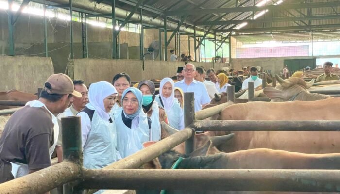 Khofifah Sidak Peternakan Sapi di Bojonegoro, Penjualan Hewan Kurban Naik Tajam