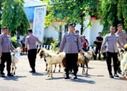 Polres Tuban Salurkan Kurban 42 Hewan, Pesantren dan Masjid Jadi Prioritas