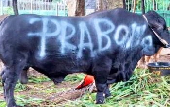 Sapi Kurban Prabowo Capai 1,3 Ton, Disebar ke Semua Daerah Indonesia
