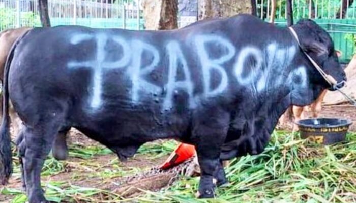 Sapi Kurban Prabowo Capai 1,3 Ton, Disebar ke Semua Daerah Indonesia