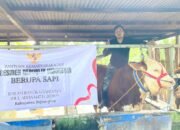 Sapi Juara Kontes dari Bojonegoro Jadi Bantuan Presiden untuk Idul Adha