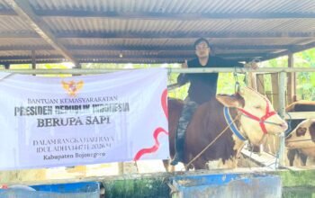Sapi Juara Kontes dari Bojonegoro Jadi Bantuan Presiden untuk Idul Adha