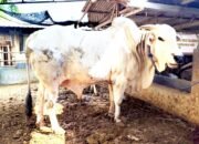 Bupati Bojonegoro Setyo Wahono Pilih Sapi PO Unggulan untuk Kurban Idul Adha