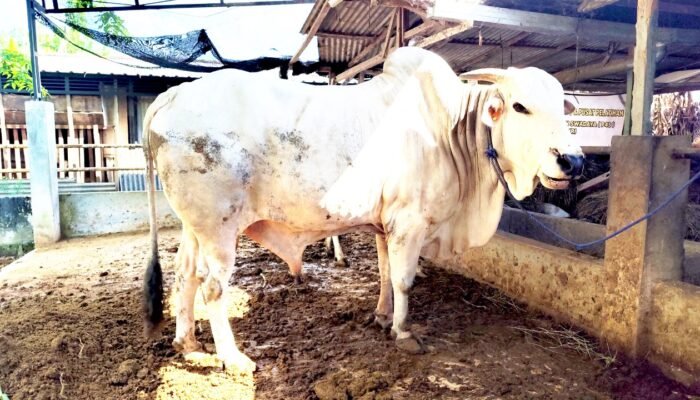Bupati Bojonegoro Setyo Wahono Pilih Sapi PO Unggulan untuk Kurban Idul Adha
