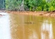 Dugaan Pencemaran Teluk Buli Halmahera Timur Menguat, Akademisi Angkat Bicara