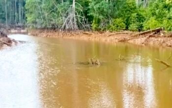 Dugaan Pencemaran Teluk Buli Halmahera Timur Menguat, Akademisi Angkat Bicara