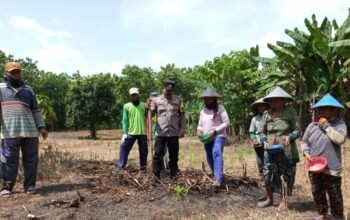 Bhabinkamtibmas Leran Dampingi Petani Tanam Jagung, Dukung Ketahanan Pangan