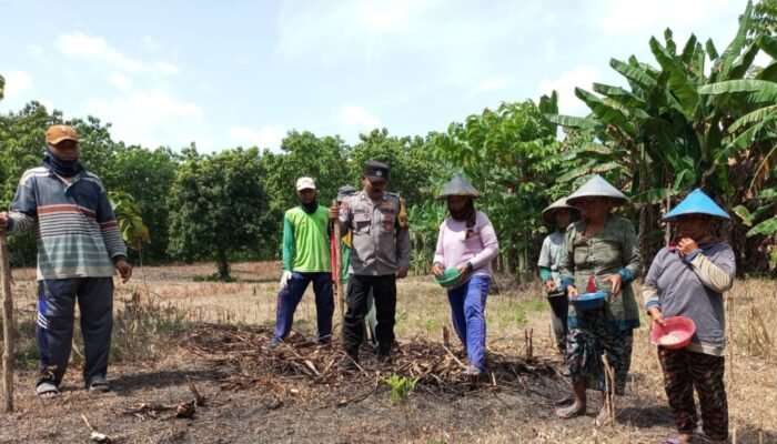 Bhabinkamtibmas Leran Bojonegoro Dampingi Petani Tanam Jagung, Dukung Ketahanan Pangan