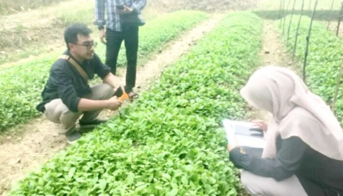 Petani Bojonegoro Berebut Benih Tembakau Gratis, DKPP Siapkan Cadangan
