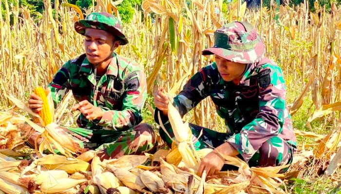 Yonif TP 885 Belibis Putih Hadir di Sawah, Petani Bojonegoro Semangat Panen Jagung