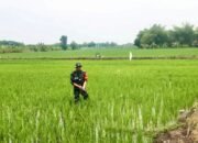 Babinsa Karangbinangun Lamongan Bantu Petani Basmi Hama, Panen Optimal Jadi Target