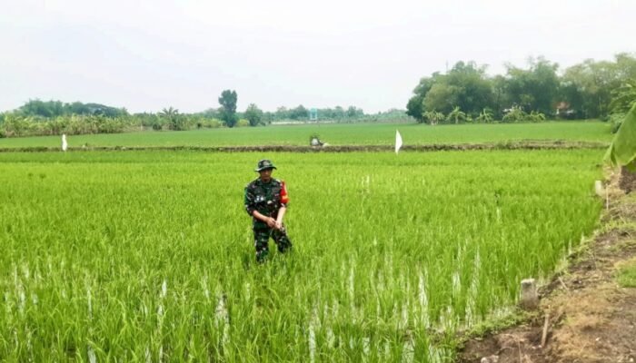 Babinsa Karangbinangun Lamongan Bantu Petani Basmi Hama, Panen Optimal Jadi Target
