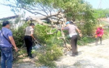 Jalan Deket-Lamongan Sempat Lumpuh, Polisi Sigap Evakuasi Pohon Tumbang