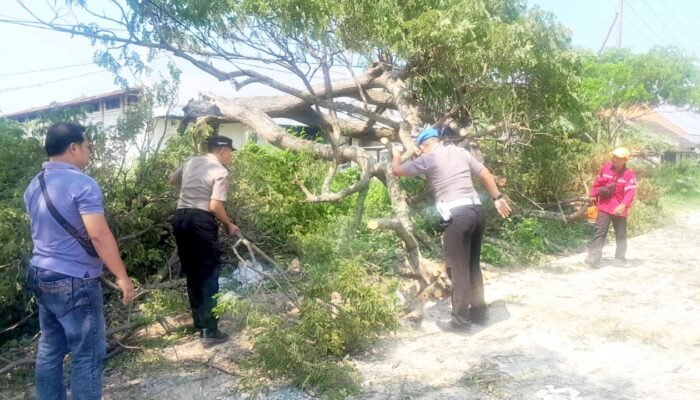 Jalan Deket-Lamongan Sempat Lumpuh, Polisi Sigap Evakuasi Pohon Tumbang