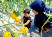 Viral, Kebun Melon Hidroponik di Bojonegoro Jadi Destinasi Favorit Keluarga
