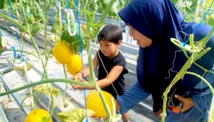 Viral, Kebun Melon Hidroponik di Bojonegoro Jadi Destinasi Favorit Keluarga