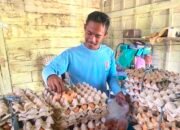 Cara Unik Peternak Bojonegoro, Telur Dibarter Pakan Ayam