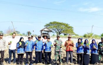 Tanam Tembakau Manilo, Warga Ngimbang Lamongan Optimistis Panen Melimpah