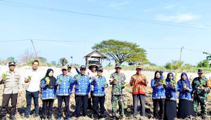 Tanam Tembakau Manilo, Warga Ngimbang Lamongan Optimistis Panen Melimpah