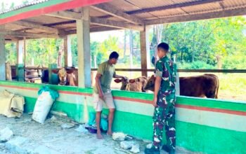 Prajurit Yonif TP 885 Belajar Ternak Sapi, Dukung Ketahanan Pangan Bojonegoro