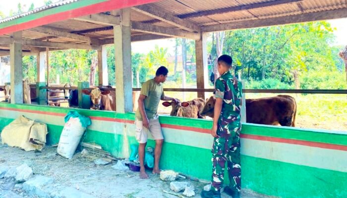Prajurit Yonif TP 885 Belajar Ternak Sapi, Dukung Ketahanan Pangan Bojonegoro