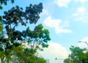 Prakiraan Cuaca Bojonegoro Sabtu 27 Juni 2026, Pagi Berawan Siang Cerah