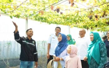 Dari Sampah Jadi Berkah, Green House Anggur di Bojonegoro Tarik Perhatian