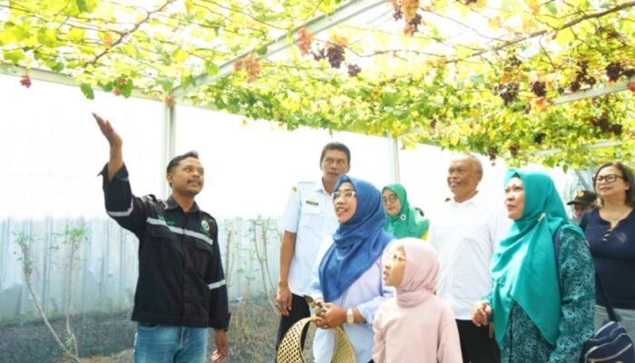 Dari Sampah Jadi Berkah, Green House Anggur di Bojonegoro Tarik Perhatian