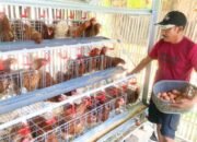 Disnakkan Bojonegoro Siapkan Solusi saat Harga Telur Anjlok, Peternak GAYATRI Diuntungkan