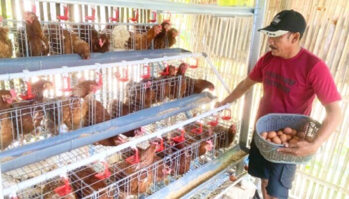 Disnakkan Bojonegoro Siapkan Solusi saat Harga Telur Anjlok, Peternak GAYATRI Diuntungkan