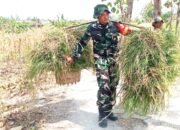 TMMD 129 Bojonegoro, Babinsa Kesongo Bantu Warga Pikul Rumput, Aksi Humanis Ini Tuai Pujian