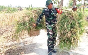 TMMD 129 Bojonegoro, Babinsa Kesongo Bantu Warga Pikul Rumput, Aksi Humanis Ini Tuai Pujian img 20260721 wa0035