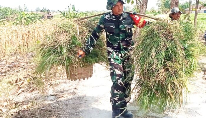 TMMD 129 Bojonegoro, Babinsa Kesongo Bantu Warga Pikul Rumput, Aksi Humanis Ini Tuai Pujian