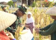 Aksi TNI di Ladang Jagung Bojonegoro Tuai Pujian, Petani Lansia Terharu
